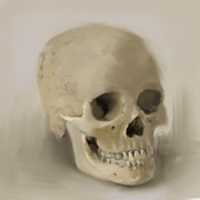 Free download { Female Cranium } free photo or picture to be edited with GIMP online image editor